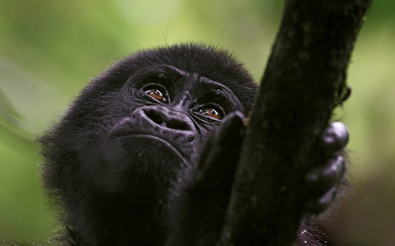 Gorilla